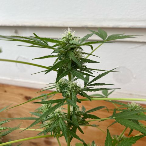 Lava Cake growlog timeline photo