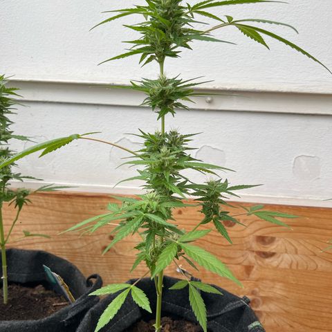 Wedding Cake growlog timeline photo