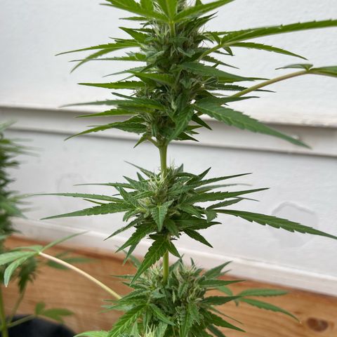 Wedding Cake growlog timeline photo