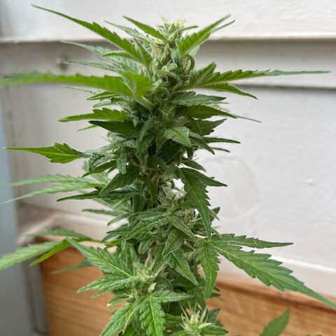 Lemon Wonder growlog timeline photo