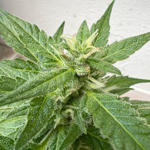 Lemon Wonder growlog timeline photo