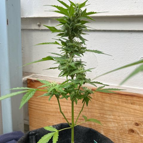 Lemon Wonder growlog timeline photo