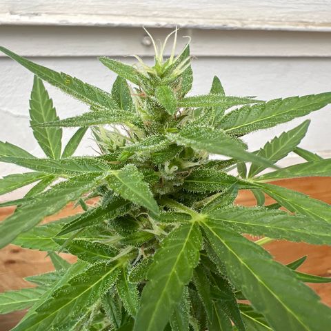 Wedding Cake growlog timeline photo