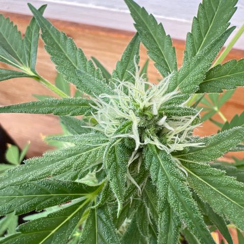 Lava Cake growlog timeline photo