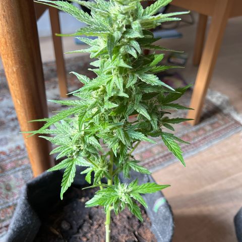 Lemon Wonder growlog timeline photo