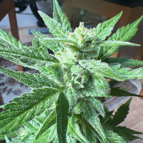 Lemon Wonder growlog timeline photo