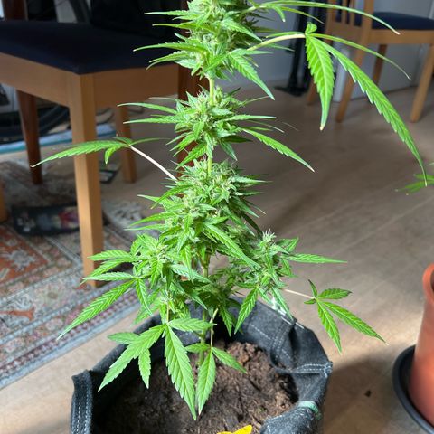 Wedding Cake growlog timeline photo