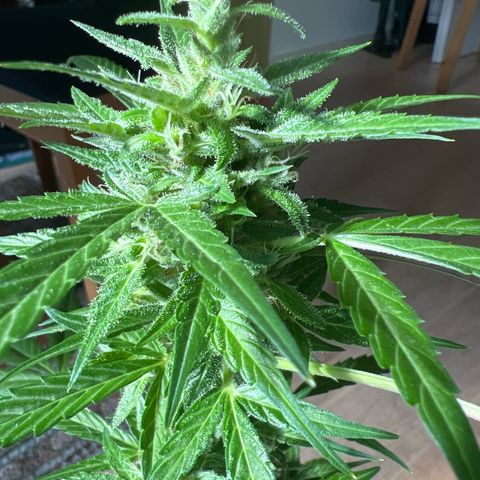 Wedding Cake growlog timeline photo