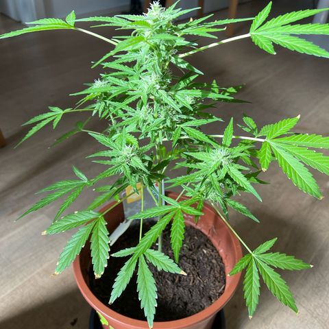 Lava Cake growlog timeline photo