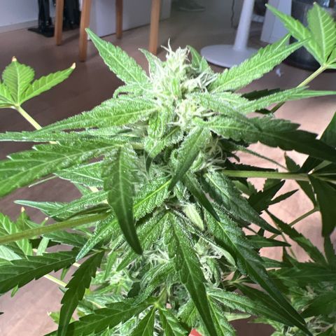 Lava Cake growlog timeline photo