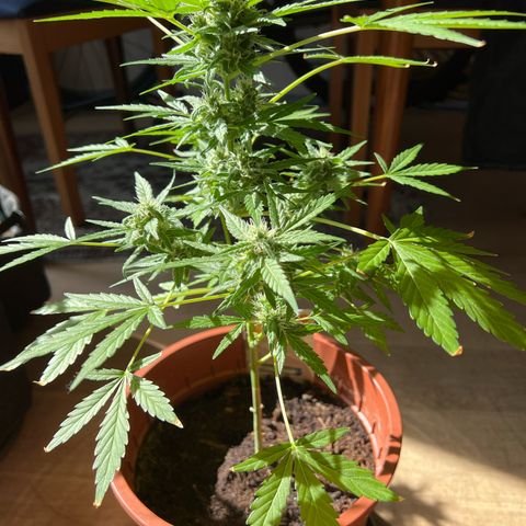 Lava Cake growlog timeline photo