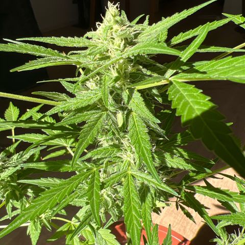 Lava Cake growlog timeline photo