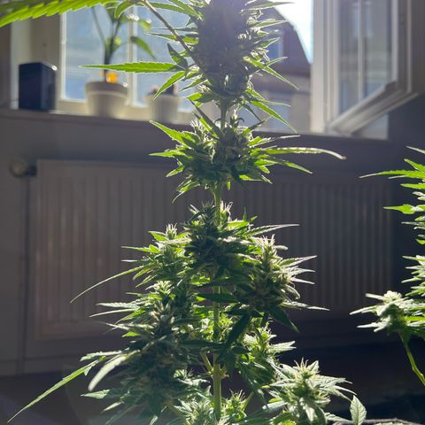 Wedding Cake growlog timeline photo