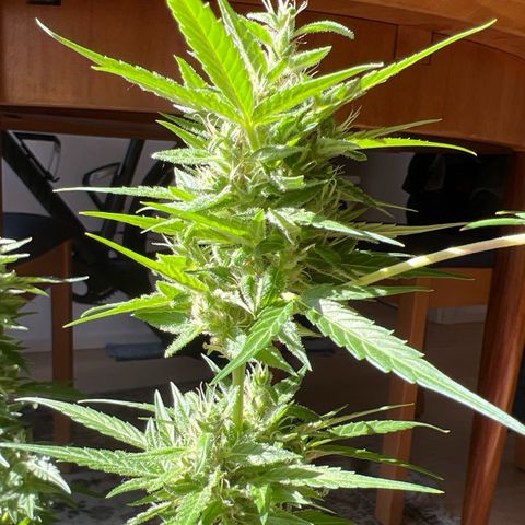 Wedding Cake growlog timeline photo