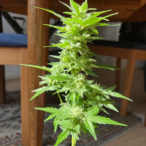 Lemon Wonder growlog timeline photo
