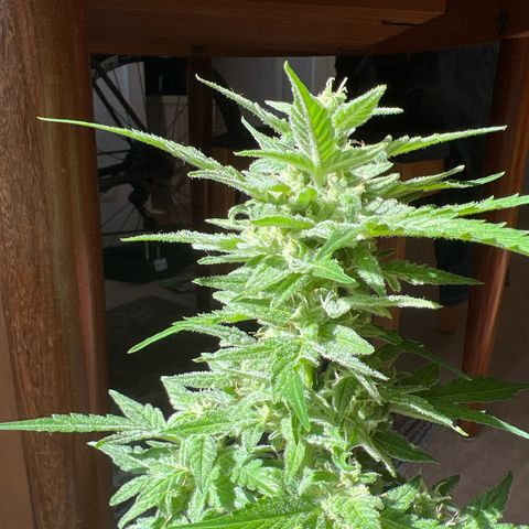 Lemon Wonder growlog timeline photo