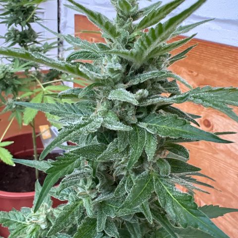 Lemon Wonder growlog timeline photo