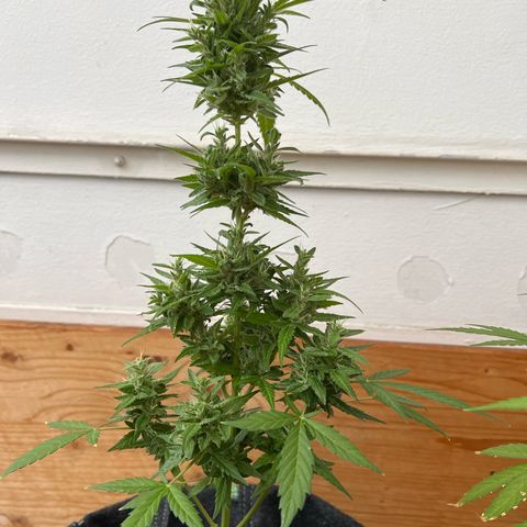 Wedding Cake growlog timeline photo