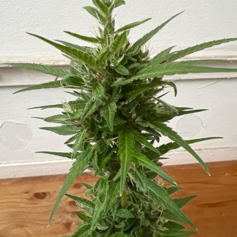 Wedding Cake growlog timeline photo