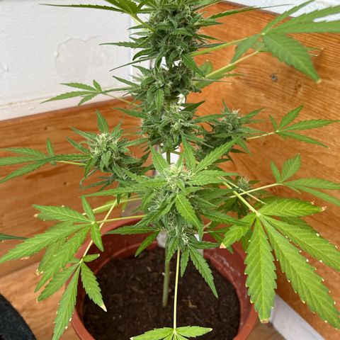 Lava Cake growlog timeline photo