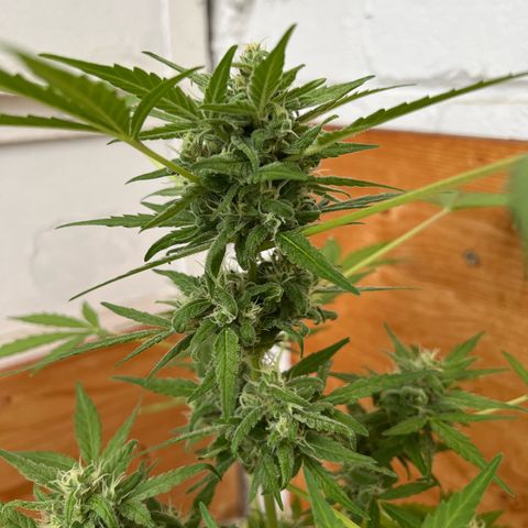 Lava Cake growlog timeline photo