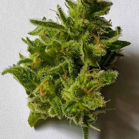 Lemon Wonder growlog photo: Probe Bud