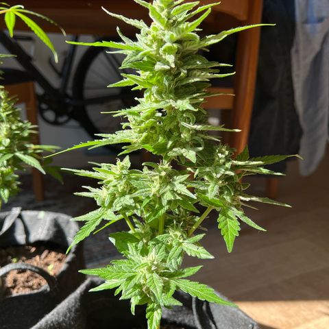 Lemon Wonder growlog timeline photo