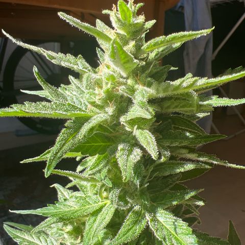 Lemon Wonder growlog timeline photo