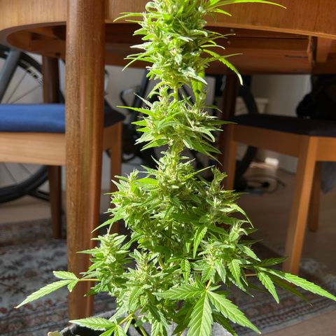 Wedding Cake growlog timeline photo