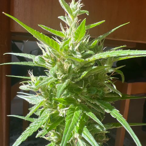Wedding Cake growlog timeline photo