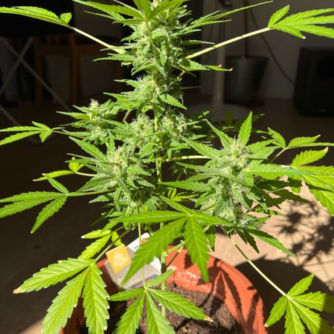 Lava Cake growlog timeline photo