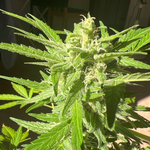 Lava Cake growlog timeline photo
