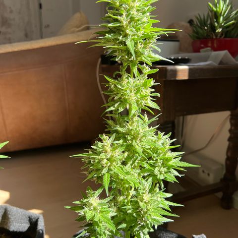 Wedding Cake growlog timeline photo
