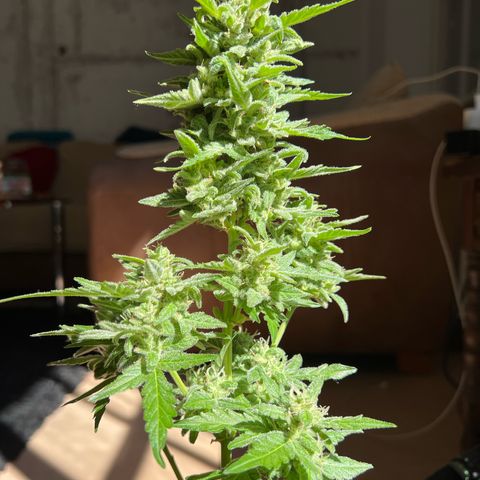 Wedding Cake growlog timeline photo