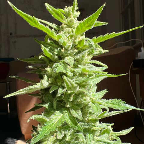 Wedding Cake growlog timeline photo