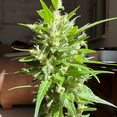 Wedding Cake growlog timeline photo