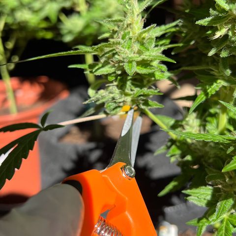 Lemon Wonder growlog photo: Ernte 