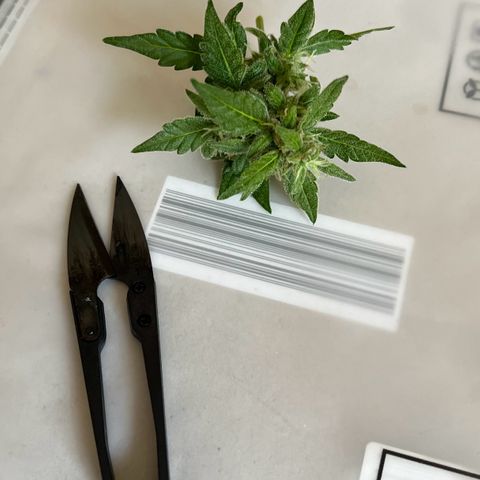 Lemon Wonder growlog photo: Ernte 