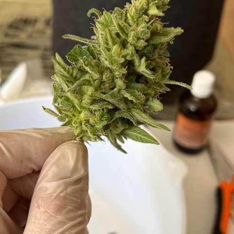 Lemon Wonder growlog photo: Ernte 