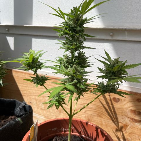 Lava Cake growlog timeline photo