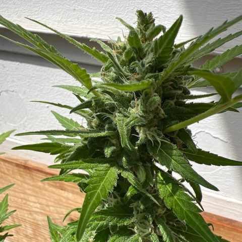 Lava Cake growlog timeline photo