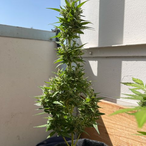 Wedding Cake growlog timeline photo