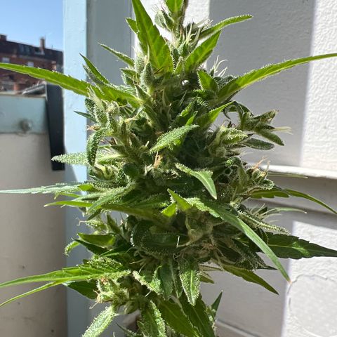 Wedding Cake growlog timeline photo