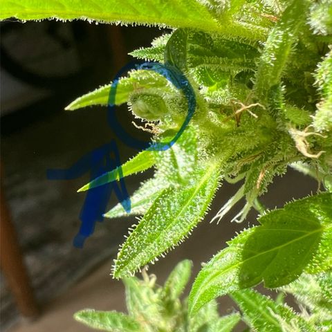 Wedding Cake growlog timeline photo