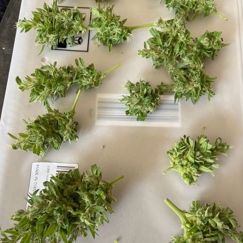 Wedding Cake growlog timeline photo