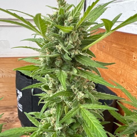 Lava Cake growlog timeline photo