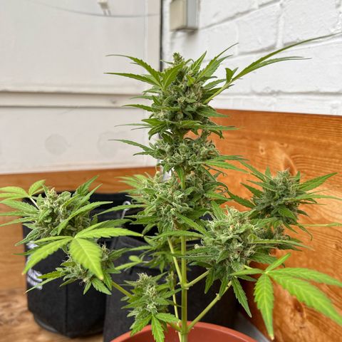 Lava Cake growlog timeline photo