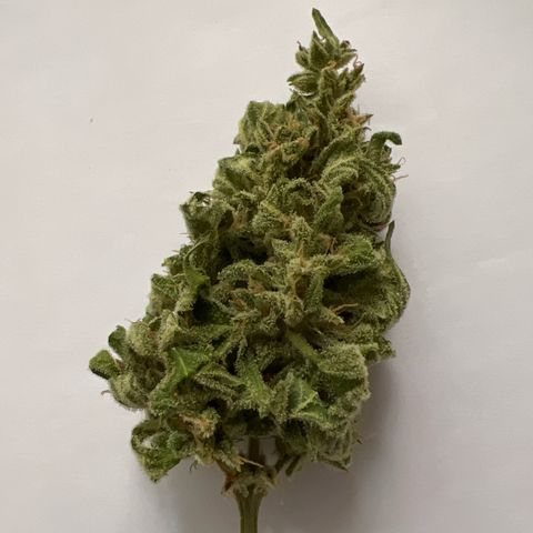 Lemon Wonder growlog timeline photo