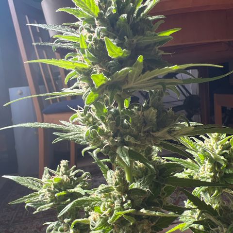 Lava Cake growlog timeline photo