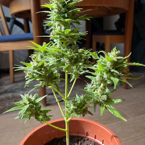 Lava Cake growlog timeline photo
